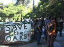 save oaks
