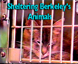 berkeley Animal Shelter