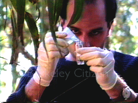 Collecting transpired vapor from a tree near the Tritium Labeling facility at Lawrence Berkeley National Laboratory