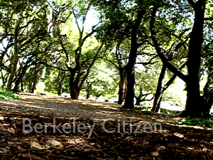 Berkeley Memorial Oak Grove