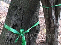 oak trees with green ribbons