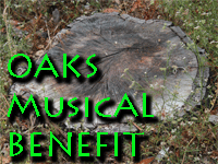 Memorial Oak Grove Tree-sit musical benefit
