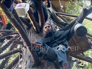 Two more tree-sitters descend Memorical Oak Grove